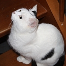 Chitto