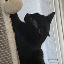 Pele