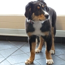 Benny 2