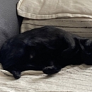 Allegra