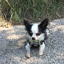 Dolly