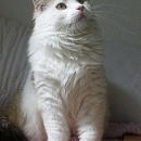 Sofia