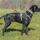 Nebi