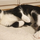 Leo