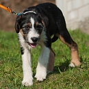 Linus