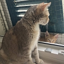 Queenie - sucht Einzelplatz mit Möglichkeit zum Freigang