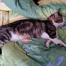 Filou