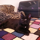 Kimba 1