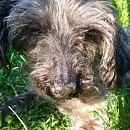 Snoopie