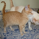 Angelo