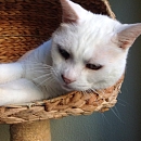 Basile, anhänglicher Kater sucht Einzelplatz