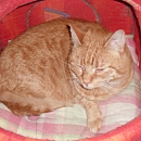 Maxime