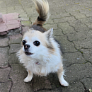 Stella