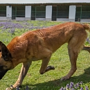 Vasco
