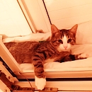 Tiger Tom