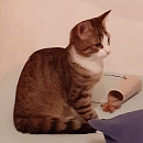 Tiger Tom