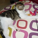 Merlin