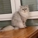 Sultan