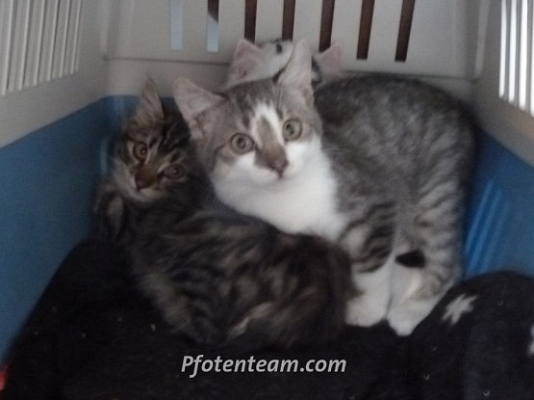 Nochmal 3 Bauernhofkitten gefangen