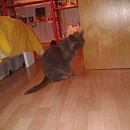 Pepper