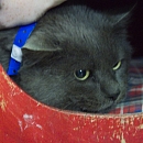 Pepper