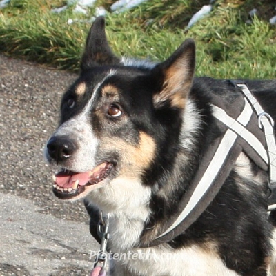 Nachruf für Balou