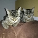 Lilli ( und Maja )