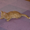 Zorino