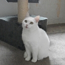 Kalinka