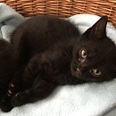 Moppelchen Louc