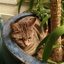 Minou