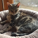 Minou