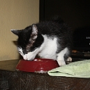 Baileys