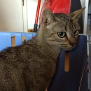 Püppi