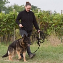 Clif (verspielter Opa & Sprengstoffsuchhund))