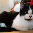 Pixel