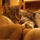 Minou
