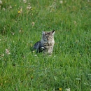 Wolle