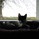 Domino