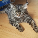 Micky - ein idealer Familienschmuser