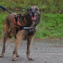 Torka