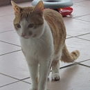 Pavel