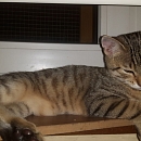 Clyde- Katzen-, Hunde- und Menschenversteher