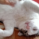 Jerry