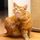 Pumba