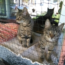 Maja ( und Lilly)