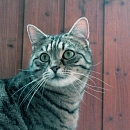 Chicco