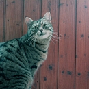 Chicco