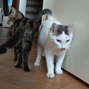Grisou - liebt Menschen, Katzen, Hunde