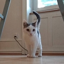 Grisou - liebt Menschen, Katzen, Hunde